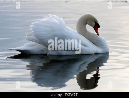 Bellissima foto di un cigno in acqua calma Foto Stock