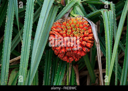 Hala frutta (Pandanus tectorius) in una struttura ad albero Foto Stock