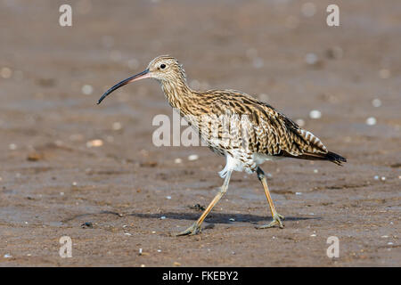 Curlew camminando lungo una spiaggia Foto Stock