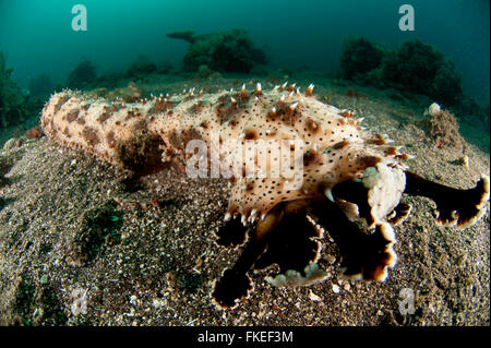 Mare coccolone cetriolo (Bohadschia graeffei) alimentazione Foto Stock