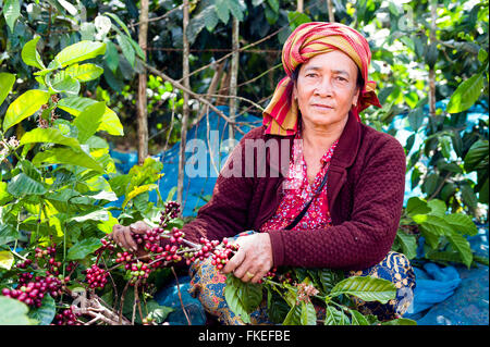Asia. Il sud-est asiatico. Laos. Provincia di Champassak. Bolaven Plateau vicino a Pakse. Donna che lavorano in una piantagione di caffè. Foto Stock