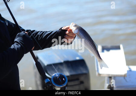 Fisherman tenendo un striped bass catturato sul fiume Hudson