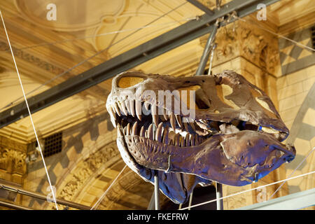 Il teschio fossilizzato di un T Rex ( Tyrannosaurus Rex ) dinosauro, il Museo di Storia Naturale di Londra REGNO UNITO Foto Stock