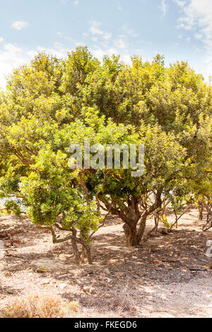 Pistacia lentiscus tree, noto anche come il lentisco, Chios, Grecia Foto Stock