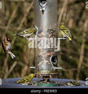 Siskins a Bird Feeder Foto Stock