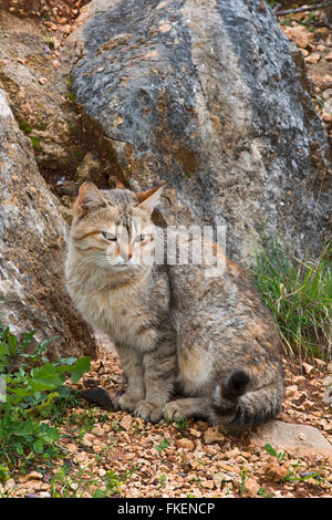 Gatto, Sardegna, Italia Foto Stock
