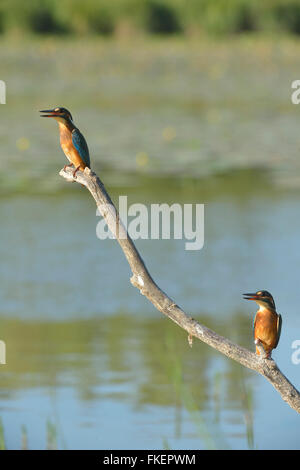 Il Martin pescatore (Alcedo atthis) appollaiato su un ramo sopra l'acqua, Lobau, Danube-Auen National Park, Austria Inferiore, Austria Foto Stock