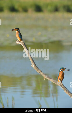 Il Martin pescatore (Alcedo atthis) appollaiato su un ramo sopra l'acqua, Lobau, Danube-Auen National Park, Austria Inferiore, Austria Foto Stock