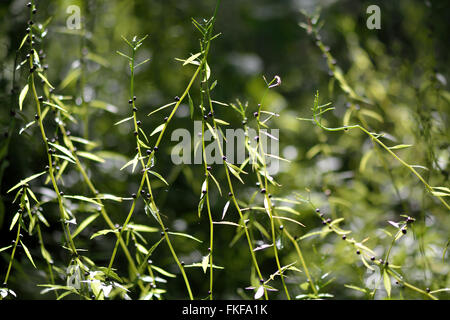 Coralroot (Cardamine bulbifera) bulbilli. Rara pianta perenne nella famiglia del cavolo (Cruciferae), con close up di fiori di colore rosa Foto Stock