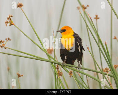 Maschio giallo-guidato Blackbird arroccato su cattails in una palude di acqua dolce, il suo habitat preferito. Bear fiume uccello migratore rifugio, Foto Stock