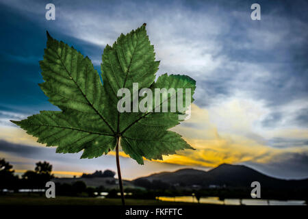 Acer pseudoplatanus leaf, acero bianco, Foto Stock