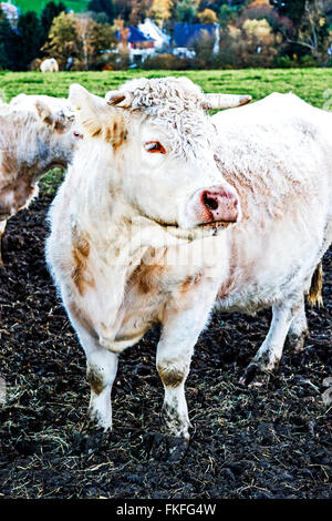 Vacche all'aperto, sgranocchiando fieno: Kuehe auf der Weide, Heu fressend Foto Stock