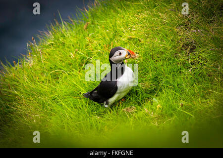 Atlantic puffin nell'erba. Isole Faerøer, Danimarca, Europa Foto Stock