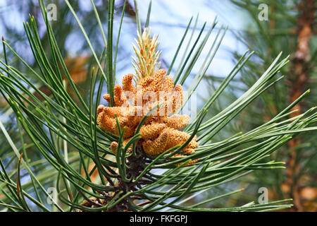 Pinus mugo. Aghi e gemme close up Foto Stock