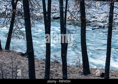 Il fiume Wenaha nella zona nord-est di Oregon. Questa area bruciata nel complesso Grizzly Fire l'anno precedente. Foto Stock