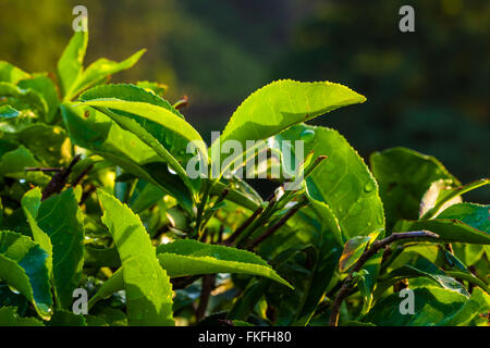 Le foglie di tè vicino a Cameron Highlands le foglie di tè plantation retro illuminato dal sole al mattino Foto Stock