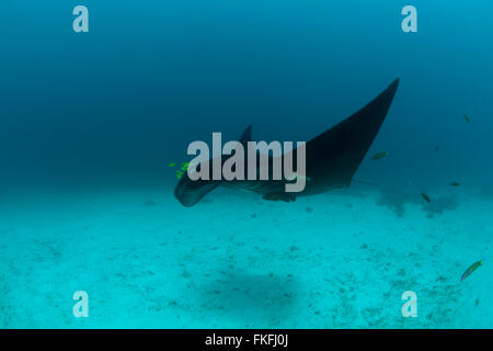 Una sfilata di gigante mante (Manta birostris) in corrispondenza di una stazione di pulizia. A nord il Raja Ampat, Papua occidentale, in Indonesia Foto Stock