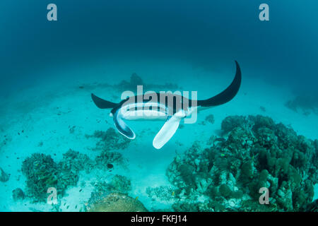 Una sfilata di gigante mante (Manta birostris) in corrispondenza di una stazione di pulizia. A nord il Raja Ampat, Papua occidentale, in Indonesia Foto Stock