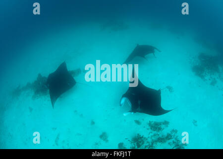 Una sfilata di gigante mante (Manta birostris) in corrispondenza di una stazione di pulizia. A nord il Raja Ampat, Papua occidentale, in Indonesia Foto Stock