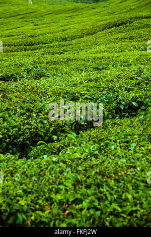 La piantagione di tè hedge in Cameron Highlands a mezzogiorno Foto Stock