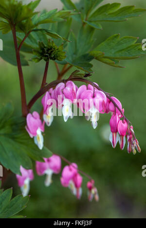 Dicentra spectabilis Lamprocapnos spectabilis sanguinamento del cuore in aprile in fiore Foto Stock