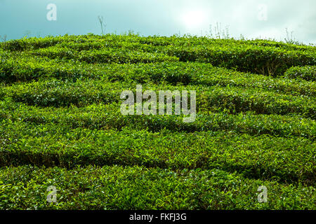 La piantagione di tè hedge in Cameron Highlands a mezzogiorno Foto Stock