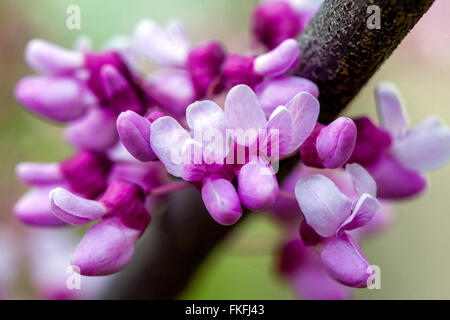 Cercis canadensis, Redbud Primavera, Fiore, primo piano Foto Stock