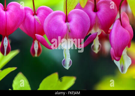 Lamprocapnos spectabilis primo piano Fiore sanguinamento cuore Lamprocapnos spectabilis ''cuore d'oro' Rosa Dicentra Fiore primo piano a forma di cuore Rosa-Rosa Foto Stock