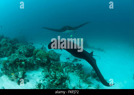 Una sfilata di gigante mante (Manta birostris) in corrispondenza di una stazione di pulizia. A nord il Raja Ampat, Papua occidentale, in Indonesia Foto Stock