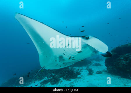 Una sfilata di gigante mante (Manta birostris) in corrispondenza di una stazione di pulizia. A nord il Raja Ampat, Papua occidentale, in Indonesia Foto Stock