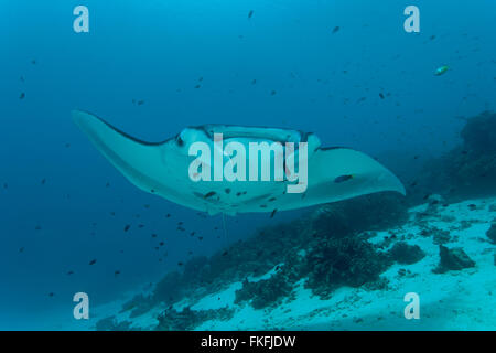 Una sfilata di gigante mante (Manta birostris) in corrispondenza di una stazione di pulizia. A nord il Raja Ampat, Papua occidentale, in Indonesia Foto Stock