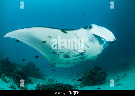 Gigante mante (Manta birostris) in corrispondenza di una stazione di pulizia. A nord il Raja Ampat, Papua occidentale, in Indonesia Foto Stock