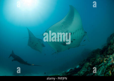 Una sfilata di gigante mante (Manta birostris) in corrispondenza di una stazione di pulizia. A nord il Raja Ampat, Papua occidentale, in Indonesia Foto Stock