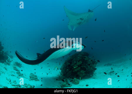 Una sfilata di gigante mante (Manta birostris) in corrispondenza di una stazione di pulizia. A nord il Raja Ampat, Papua occidentale, in Indonesia Foto Stock