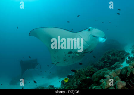 Una sfilata di gigante mante (Manta birostris) in corrispondenza di una stazione di pulizia. A nord il Raja Ampat, Papua occidentale, in Indonesia Foto Stock