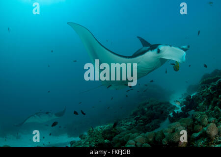 Una sfilata di gigante mante (Manta birostris) in corrispondenza di una stazione di pulizia. A nord il Raja Ampat, Papua occidentale, in Indonesia Foto Stock