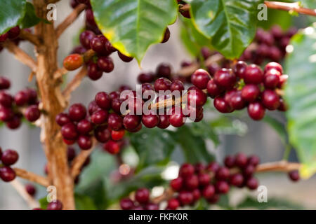 Frutti di caffè sulla pianta (coffea arabica) Foto Stock