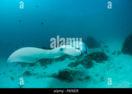 Una sfilata di gigante mante (Manta birostris) in corrispondenza di una stazione di pulizia. A nord il Raja Ampat, Papua occidentale, in Indonesia Foto Stock