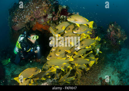 La scolarizzazione giallo-ribboned sweetlips (Plectorhinchus polytaenia) circondato da spazzatrici vetroso e subacqueo. A nord il Raja Ampat, West Foto Stock