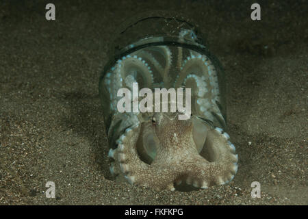 Il Cocco octopus(Amphioctopus marginatus) in un caffè scartato il vetro come la sua casa. Foto Stock