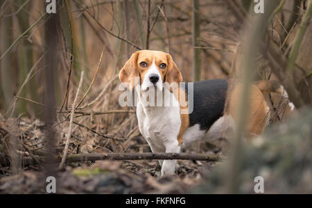 Cane Beagle nel ritratto della foresta Foto Stock