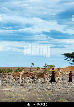 Un Turkana donna con i suoi asini. Turkana donne camminare a lunga distanza in modo da poter raccogliere il legno. Foto Stock