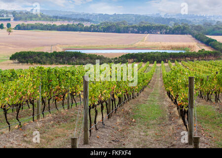 Filari di vigneti che crescono su di un colle con campi agricoli in background Foto Stock