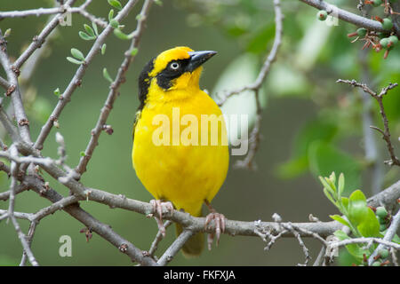 Il Baglafecht Weaver (Ploceus baglafecht) è un tessitore trovati in Burundi, Camerun, Repubblica Centrafricana, Kenya Foto Stock