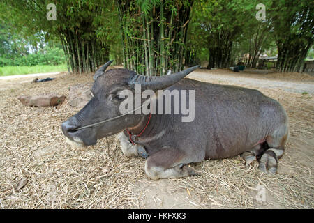 Asian bufalo d'acqua o Bubalus bubalis in fattoria Foto Stock