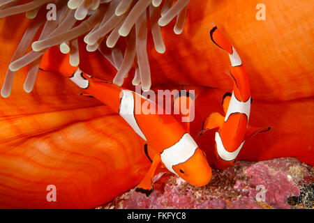 Coppia di clown, Anemonefish Amphiprion percula, tendendo le uova deposte alla base dell'ospite magnifico Anemone, Heteractis magnifica. Foto Stock