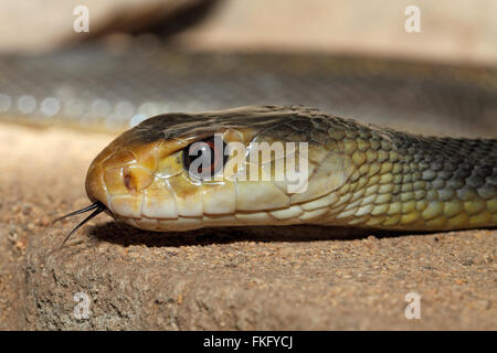 Taipan costiero Snake, Oxyuranus scutellatus, trovati in Australia e altamente velenosi. Noto anche come il Taipan orientale. Foto Stock