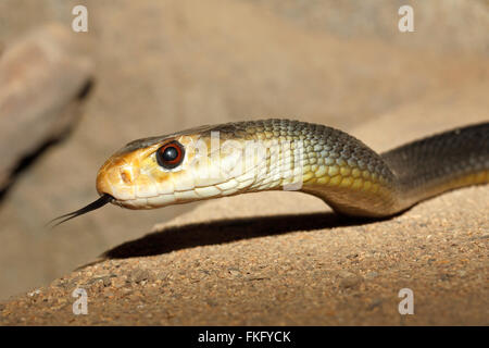 Taipan costiero Snake, Oxyuranus scutellatus, trovati in Australia e altamente velenosi. Noto anche come il Taipan orientale. Foto Stock