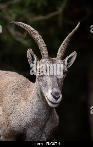 Ritratto di un giovane alpine ibex, Capra ibex. Questa capra selvatica è anche noto come stambecco Foto Stock