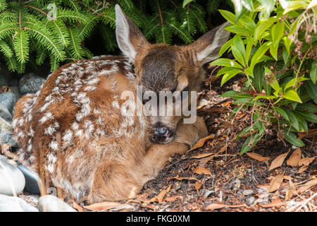 Fulvo di Blacktail Foto Stock